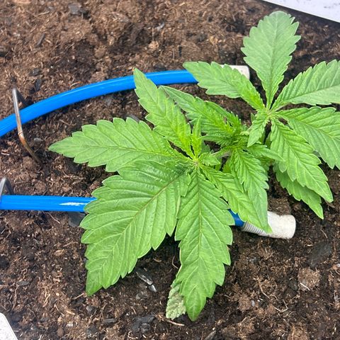 Fruity Pebbles 2.0 growlog photo: Défloration des deux première feuille 
