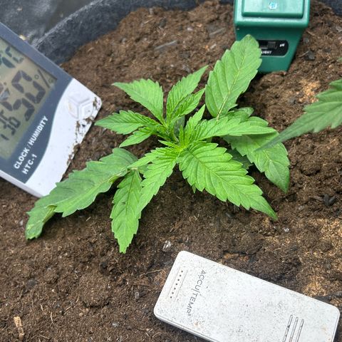 Fruity Pebbles 2.0 growlog photo: Défloration des deux première feuille 