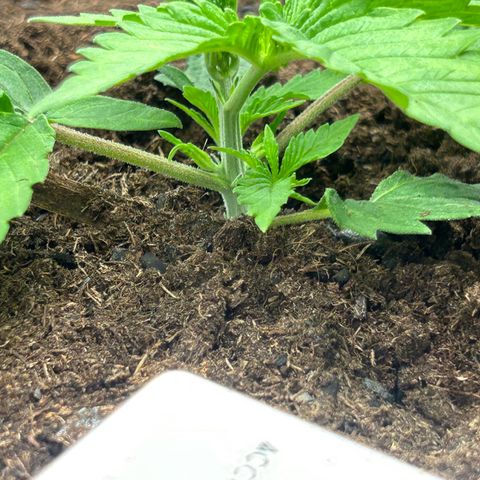 Fruity Pebbles 2.0 growlog photo: Défloration des deux première feuille 