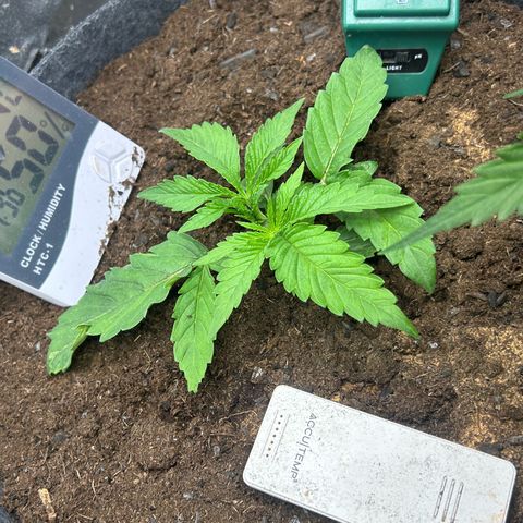 Fruity Pebbles 2.0 growlog photo: Défloration des deux première feuille 