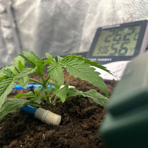 Fruity Pebbles 2.0 growlog photo: Défloration des deux première feuille 