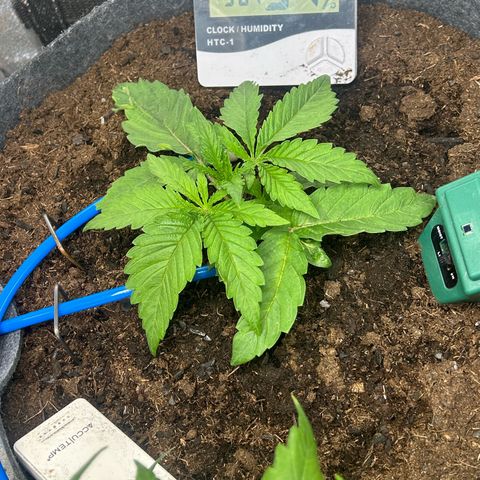 Fruity Pebbles 2.0 growlog photo: Défloration des deux première feuille 