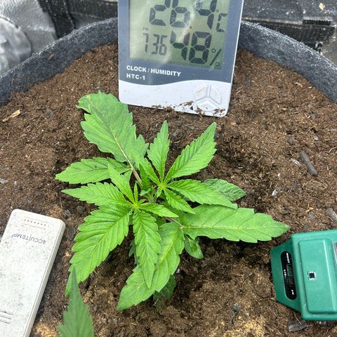 Fruity Pebbles 2.0 growlog photo: Défloration des deux première feuille 