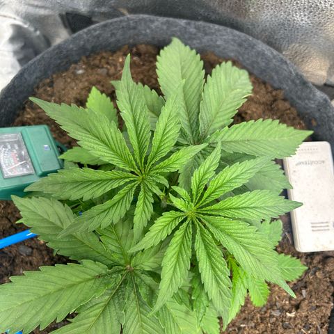 Fruity Pebbles 2.0 growlog timeline photo