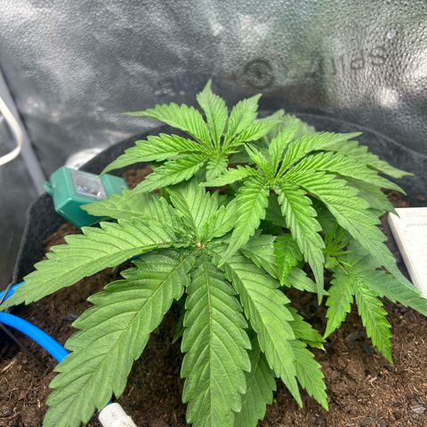 Fruity Pebbles 2.0 growlog timeline photo