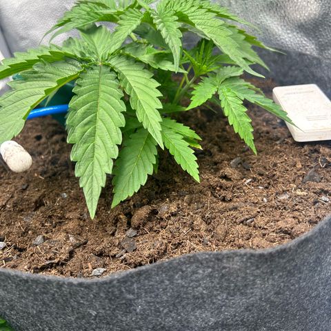 Fruity Pebbles 2.0 growlog timeline photo