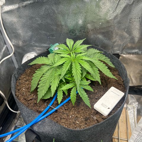 Fruity Pebbles 2.0 growlog timeline photo