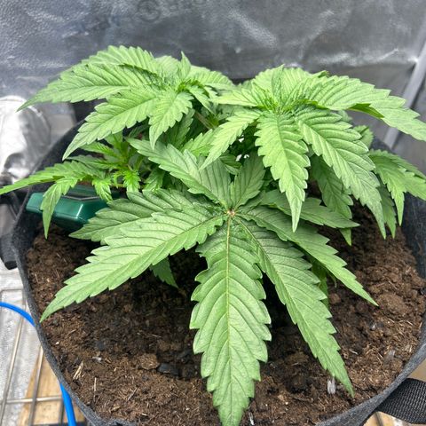 Fruity Pebbles 2.0 growlog timeline photo