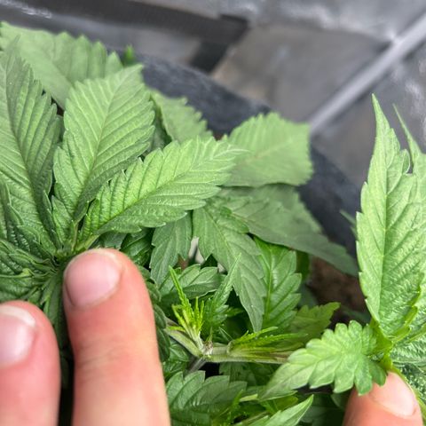 Fruity Pebbles 2.0 growlog timeline photo