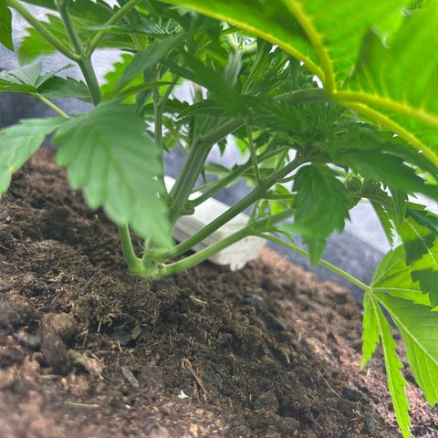 Fruity Pebbles 2.0 growlog timeline photo