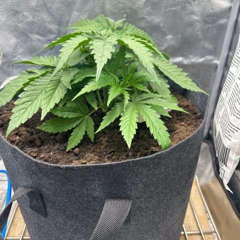 Fruity Pebbles 2.0 growlog timeline photo
