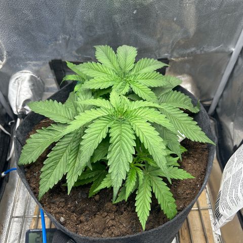 Fruity Pebbles 2.0 growlog timeline photo