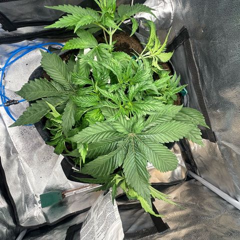 Fruity Pebbles 2.0 growlog timeline photo