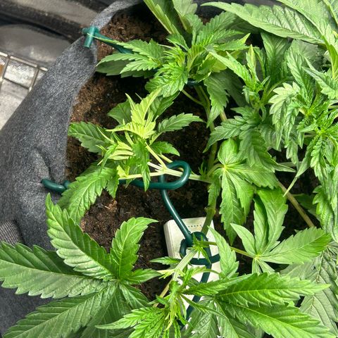 Fruity Pebbles 2.0 growlog timeline photo