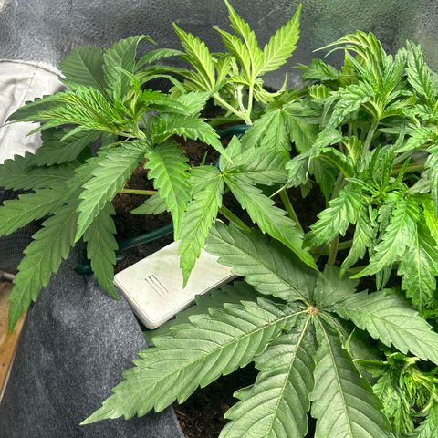 Fruity Pebbles 2.0 growlog timeline photo