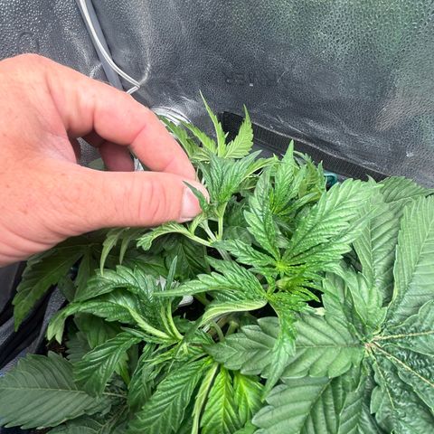 Fruity Pebbles 2.0 growlog timeline photo