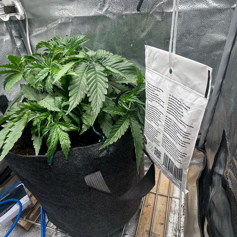 Fruity Pebbles 2.0 growlog timeline photo