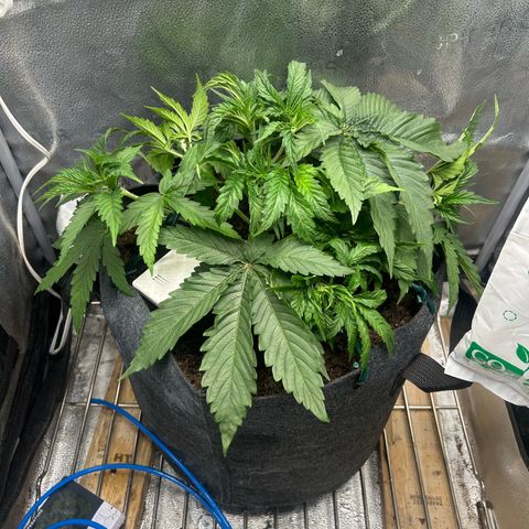 Fruity Pebbles 2.0 growlog timeline photo