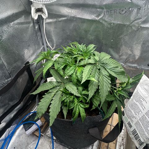 Fruity Pebbles 2.0 growlog timeline photo