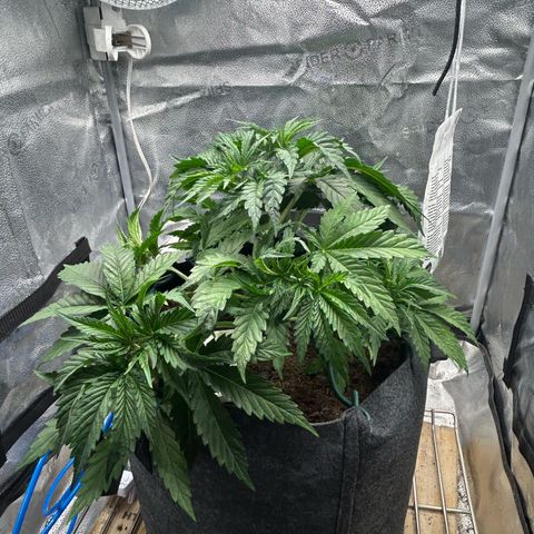 Fruity Pebbles 2.0 growlog timeline photo
