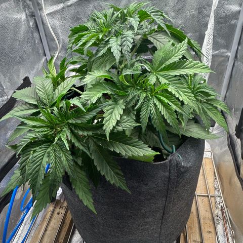 Fruity Pebbles 2.0 growlog timeline photo