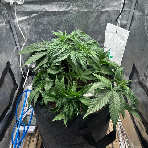 Fruity Pebbles 2.0 growlog timeline photo