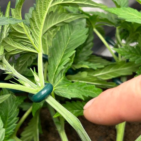 Fruity Pebbles 2.0 growlog timeline photo