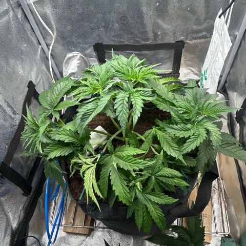 Fruity Pebbles 2.0 growlog timeline photo