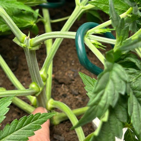 Fruity Pebbles 2.0 growlog timeline photo