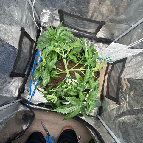Fruity Pebbles 2.0 growlog timeline photo