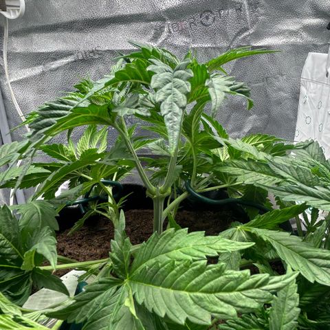 Fruity Pebbles 2.0 growlog timeline photo