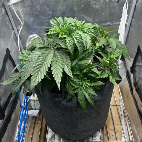 Fruity Pebbles 2.0 growlog timeline photo