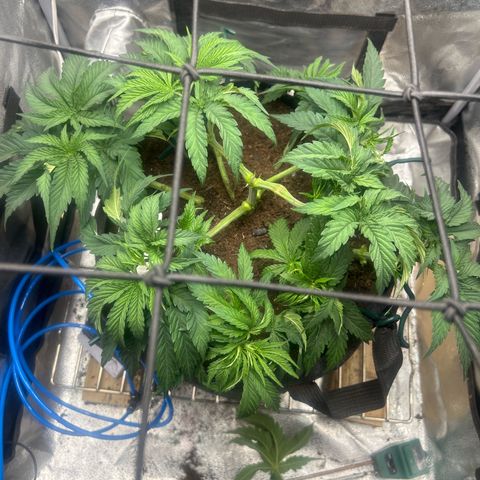 Fruity Pebbles 2.0 growlog timeline photo