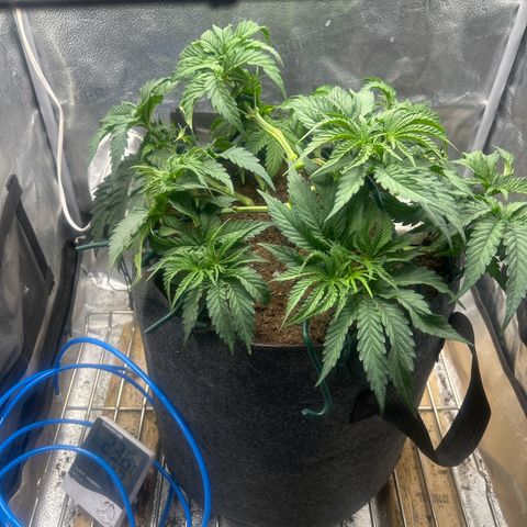 Fruity Pebbles 2.0 growlog timeline photo