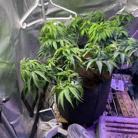 Fruity Pebbles 2.0 growlog timeline photo