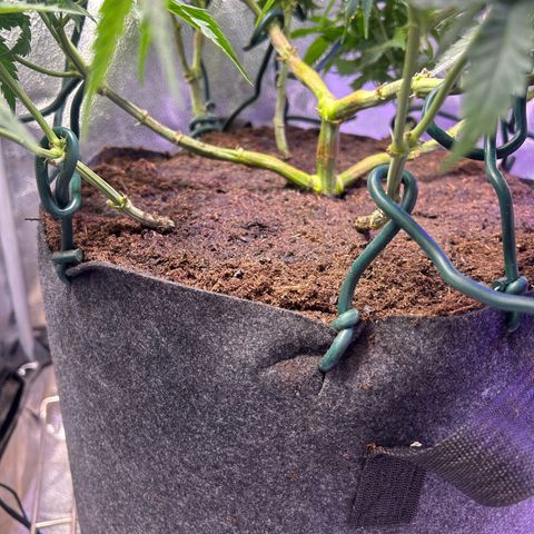 Fruity Pebbles 2.0 growlog timeline photo