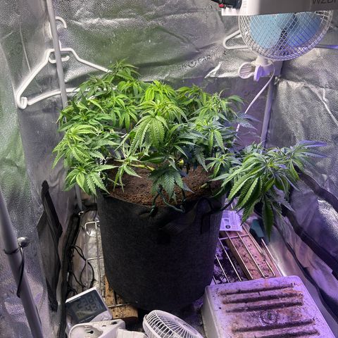 Fruity Pebbles 2.0 growlog timeline photo
