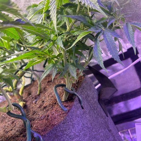 Fruity Pebbles 2.0 growlog timeline photo
