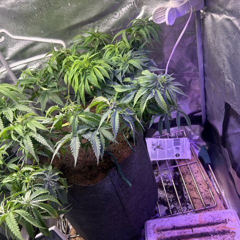 Fruity Pebbles 2.0 growlog timeline photo