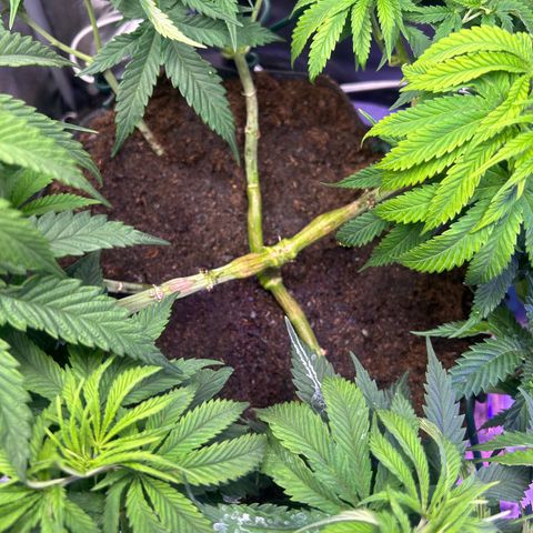 Fruity Pebbles 2.0 growlog timeline photo