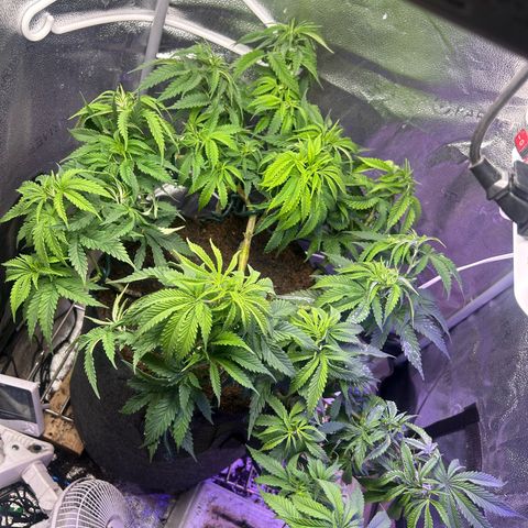 Fruity Pebbles 2.0 growlog timeline photo