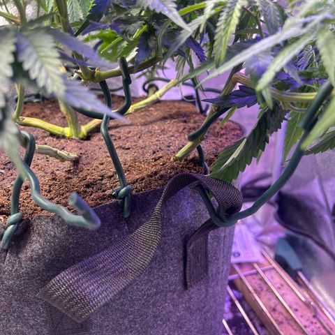 Fruity Pebbles 2.0 growlog timeline photo