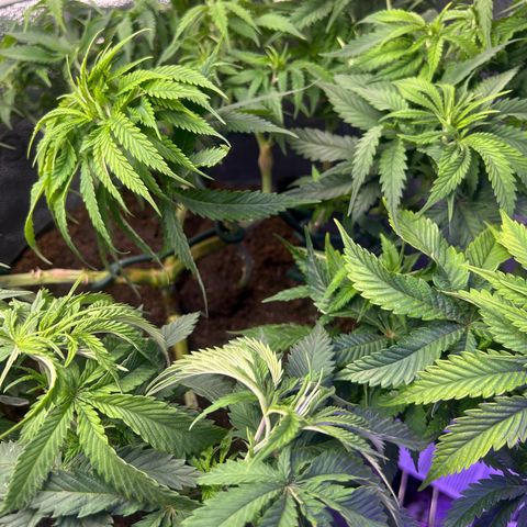 Fruity Pebbles 2.0 growlog timeline photo