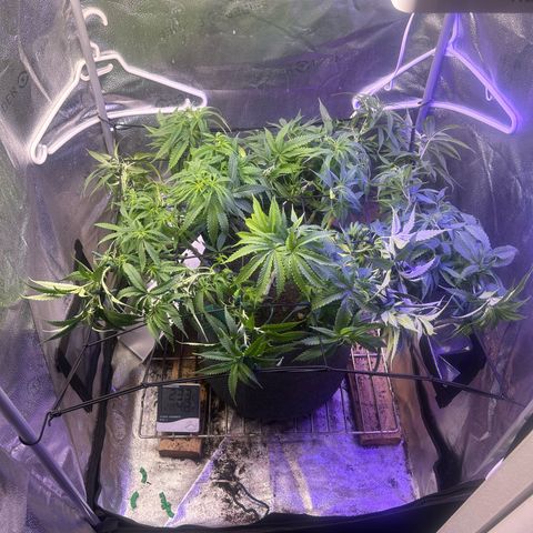 Fruity Pebbles 2.0 growlog timeline photo