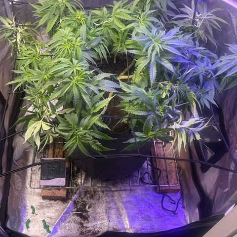 Fruity Pebbles 2.0 growlog timeline photo