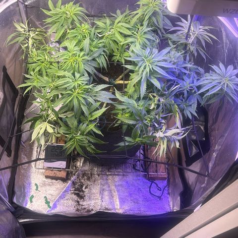 Fruity Pebbles 2.0 growlog timeline photo