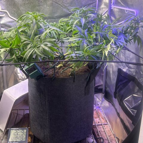 Fruity Pebbles 2.0 growlog timeline photo