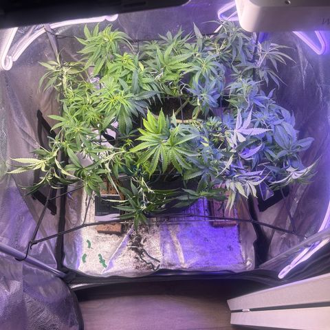 Fruity Pebbles 2.0 growlog timeline photo