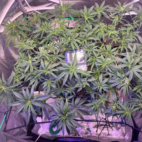Fruity Pebbles 2.0 growlog timeline photo