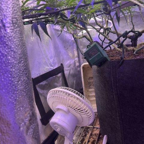 Fruity Pebbles 2.0 growlog timeline photo